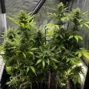 Indoor 60cmsX60cms Basse Consommation