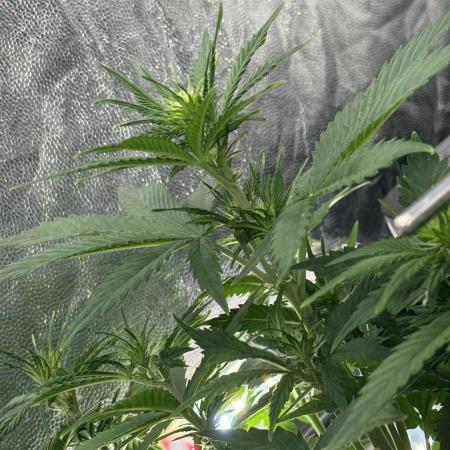 Indoor 60cmsX60cms Basse Consommation
