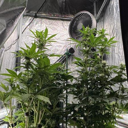 Indoor 60cmsX60cms Basse Consommation