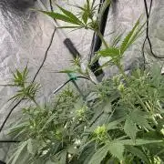 Indoor 60cmsX60cms Basse Consommation