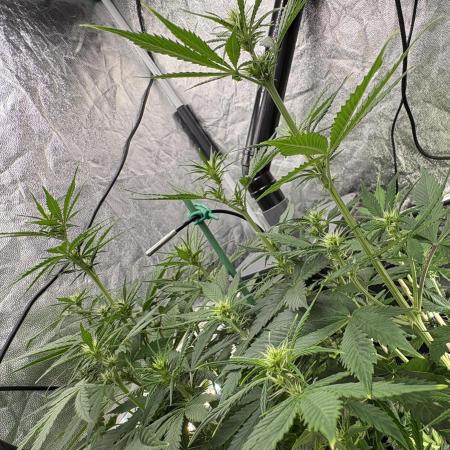 Indoor 60cmsX60cms Basse Consommation