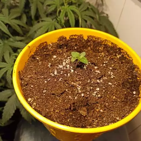 Sensi Seed #11