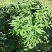 Purple Cookie Kush