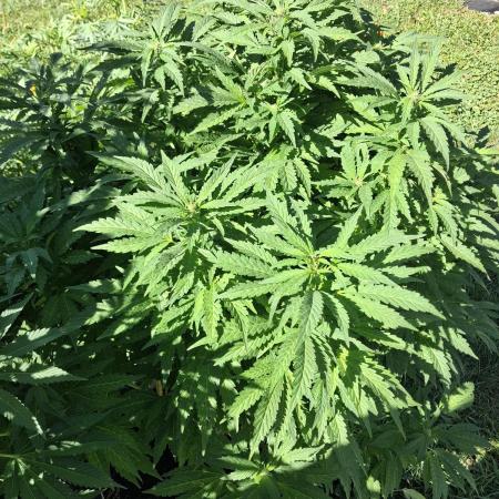 Purple Cookie Kush