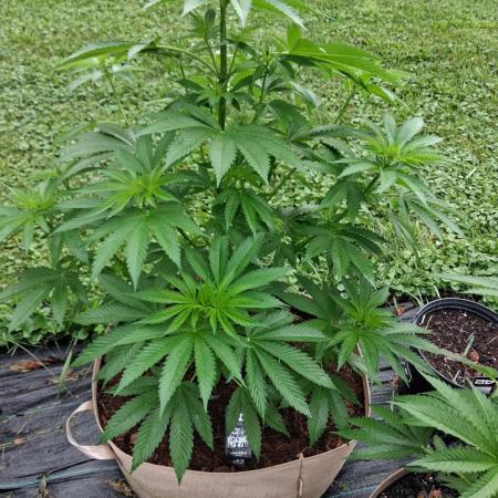 Gorilla melon