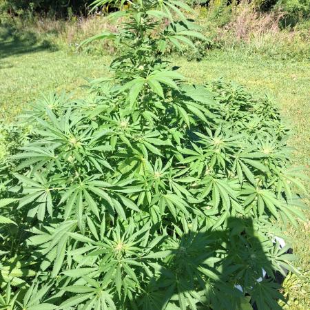 Gorilla melon