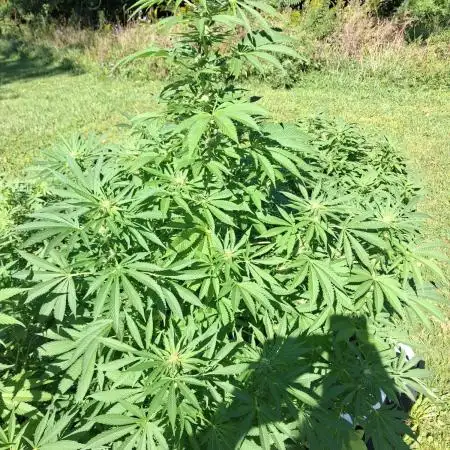 Gorilla melon