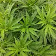 Purple Cookie Kush
