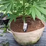 Gorilla melon