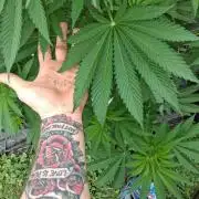 Gorilla melon