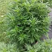 Purple Cookie Kush