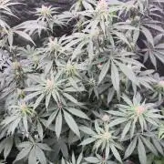 Northern Lights