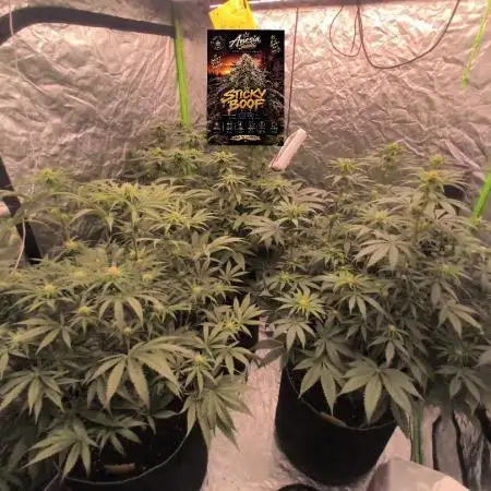 StickyBoof