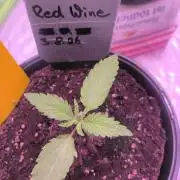 Red Wine -Seeds Genetics