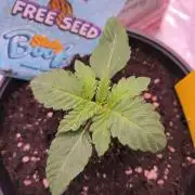 StickyBoof