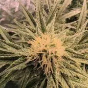 Red Wine -Seeds Genetics