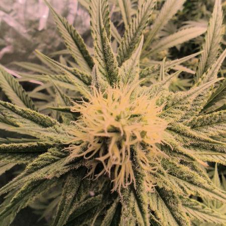 Red Wine -Seeds Genetics