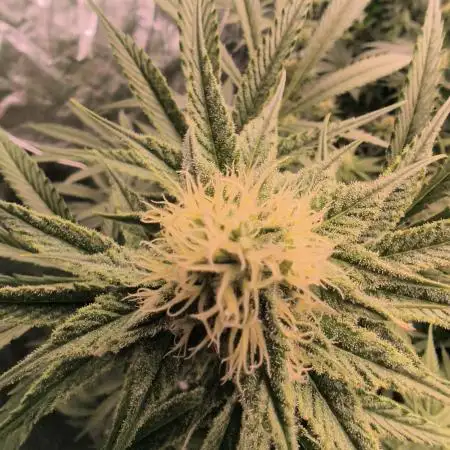Red Wine -Seeds Genetics