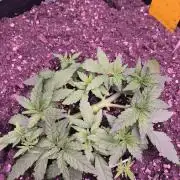 StickyBoof