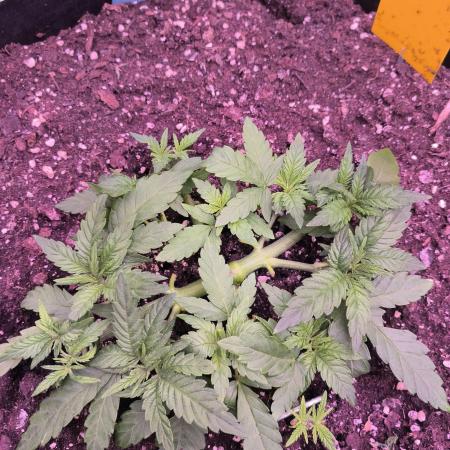 StickyBoof