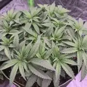 StickyBoof