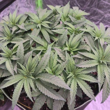 StickyBoof