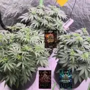 Northern Lights