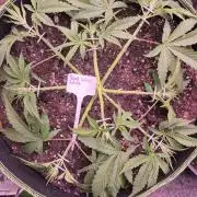 Red Wine -Seeds Genetics