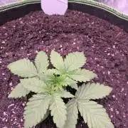 Northern Lights