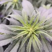 Northern Lights