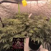Red Wine -Seeds Genetics