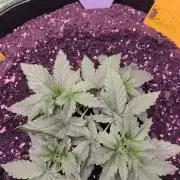 Northern Lights