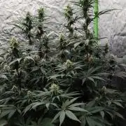 Northern Lights