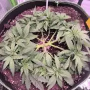 StickyBoof
