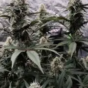 Northern Lights