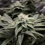 StickyBoof