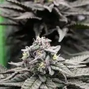 StickyBoof