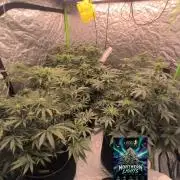 Northern Lights