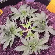 Northern Lights