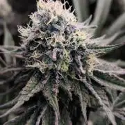 Red Wine -Seeds Genetics