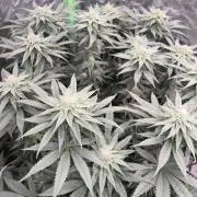 StickyBoof