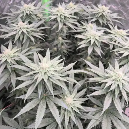 StickyBoof