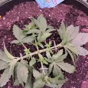 StickyBoof