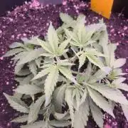Red Wine -Seeds Genetics