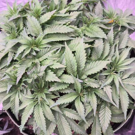 Northern Lights