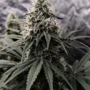 Northern Lights