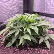 Northern Lights
