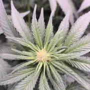 StickyBoof