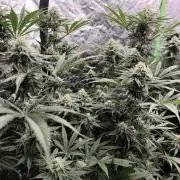 Red Wine -Seeds Genetics