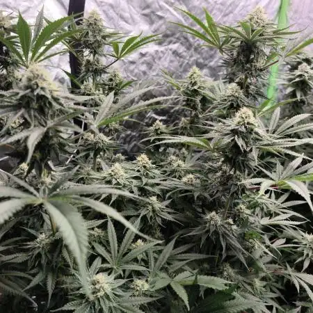 Red Wine -Seeds Genetics